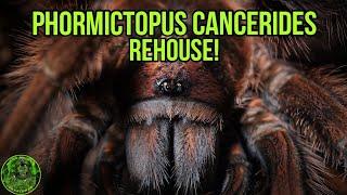 Phormictopus cancerides rehouse! - The Haititan Brown