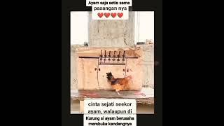 CINTA SEJATI NYA AYAM #shorts #trending #fyp #viral #youtube #tiktok #ayam #cinta #sejati #video