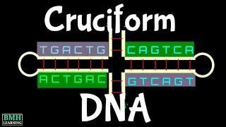 Cruciform DNA | Palindromic Sequence |