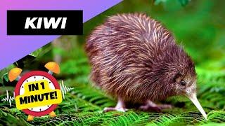 Kiwi  The Furry Bird with Whiskers! | 1 Minute Animals