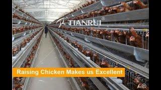 Maximize feeding efficiency with this automatic poultry farming machine