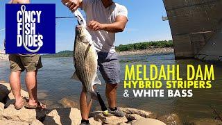 Fishing the MELDAHL DAM | Ohio River