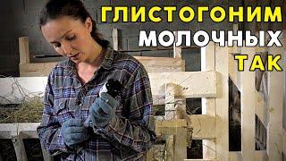 ЧЕМ ГЛИСТОГОНИТЬ СЕЛЬХОЗ ЖИВОТНЫХ, ЧТОБЫ СРАЗУ ПИТЬ МОЛОКО?