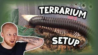 Giant African Millipede Enclosure Setup! [Archispirostreptus gigas]