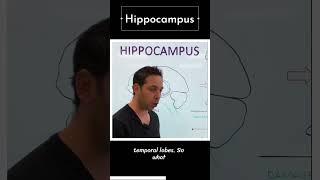 Hippocampus