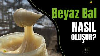 Beyaz Bal Nedir? #beyazbal