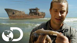 Bear Grylls come polvo cru em barco naufragado no Saara | À Prova de Tudo | Discovery Brasil