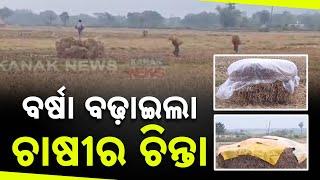 Concern Rises Over Rainfall During Paddy Harvesting In Balasore | Farmers Distressed