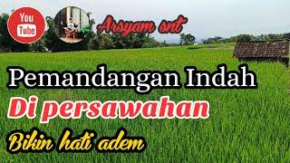 Pemandangan Indah Di persawahan || Bikin Hati Adem