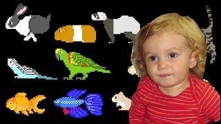 The Kids Picture Show Pets Oskar Video Response