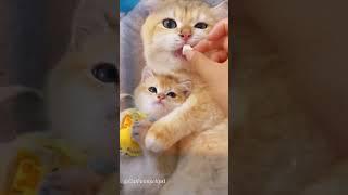 #cute #subscribevideo #youtubeshorts #reels #lovecats #shortscatsvideos