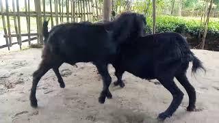 goat mating video for village life