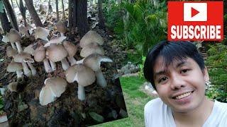 Paano mag harvest ng wild Mushroom (UONG ti ILOCANO)