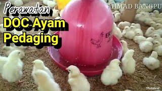 Broiler Chickens: How to Take Care of Broiler Chicks From DOC to 3 Days of Age