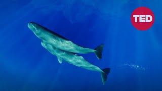 Can we learn to talk to sperm whales? | David Gruber | TED