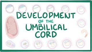 Development of the umbilical cord