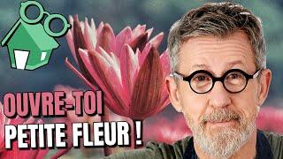 Pourquoi les FLEURS s’ouvrent et se ferment ? 