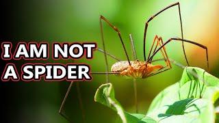 Opiliones facts: they're also known as daddy long legs | Animal Fact Files