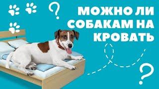 Можно ли собаке на кровать?