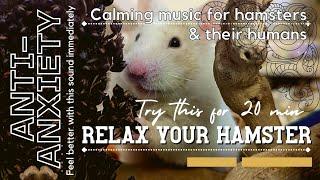 Relaxing Music For Hamsters (Anti-Anxiety Calming Sounds For Hammies & Their Humans)