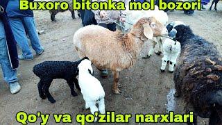 Buxoro butonka mol bozori qo'y va qo'zilar narxlari.  10-mart, 2024