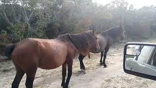 The Wild Horses of Corolla North Carolina - 2021