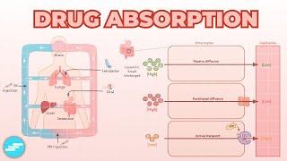 Drug Absorption - Pharmacokinetics | Pharmacology