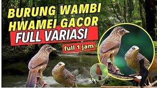 MASTERAN BURUNG WAMBI HWAMEI GACOR FULL VARIASI BAGUS UNTUK BURUNG KICAU 1 JAM