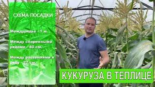 КАК ВЫРАСТИТЬ КУКУРУЗУ В ТЕПЛИЦЕ