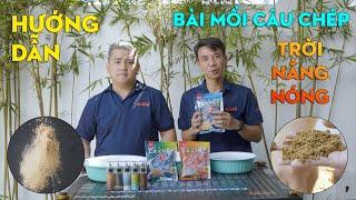 Hướng Dẫn Bài Mồi Câu Cá Chép Kim Long Vào Thời Tiết Nắng Nóng Oi Bức | VIETNAM FISHING TV