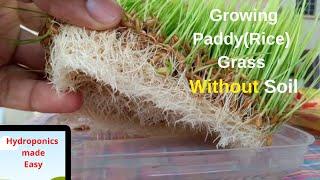 Hydroponics Made Easy -Growing Paddy(Rice) Grass With Out Soil At Home|13 Days Time Lapse|Seedbasket