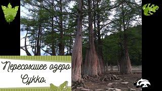 Анапа 2020. Болотные кипарисы без озера! Шок! (Anapa 2020. Swamp cypress trees without a lake!)