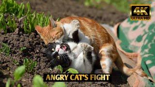 Cat fighting the most bloodiest stamina  The battle cats - Unstoppable fight | Try not to say wow 