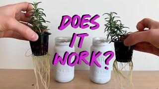 Hydroponic Rosemary - Is it possible?