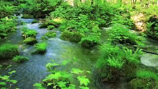 Stream in the Beautiful Green Forest, Birds Chirping, ASMR