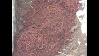 Unboxing of Uncle Jim's Worms - 2000 Red Wigglers