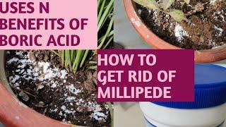 #usesofboricacidonplants#howtogetridofmillipede#TaruVatika.510-Uses of boric acid on plants n houses