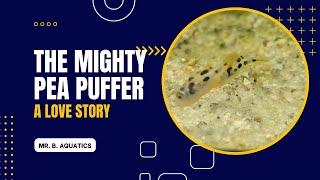 The mighty Pea Puffer. A LOT of personality in a small fish.