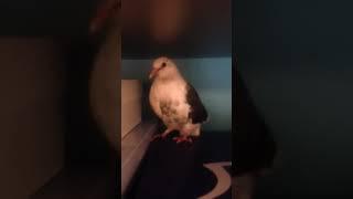 На шкафу сидит голубь