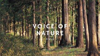 Voice of Nature /  Relaxing  Background Music / Acoustic Folk