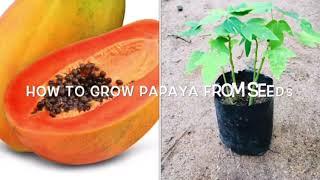 How to Grow Papaya from Seeds