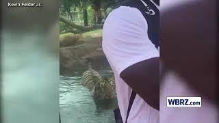 Tiger Hunts LSU Football Player In Zoo Before Pouncing Glass!