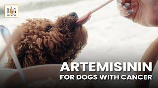 Artemisinin for Dogs with Cancer | Dr. Nancy Reese Deep Dive