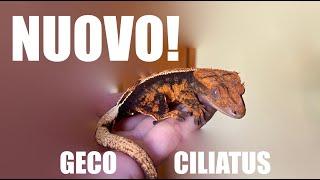 Ho COMPRATO un NUOVO Geco Ciliatus! *ASSURDO quanto è BELLO!!!*