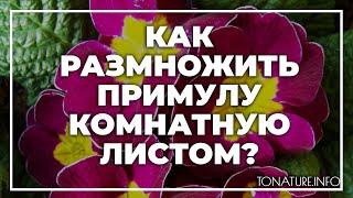 Как размножить примулу комнатную листом? | toNature.Info