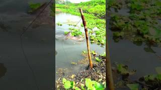 Amazing Unique Fishing Trap reelsfyp#reelsviral#foryoupage#reels#fishing#viral#fish