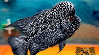 Beautiful Black Kamfa Flowerhorn | Best Types of Black Flowerhorn Fish