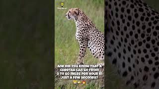 Incredible Flamingo and Cheetah!  #Shorts #Viral #FactBurst