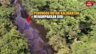 Appearance of a 43 meter giant snake in the middle of the Indonesian forest! Caught on Aerial Camera