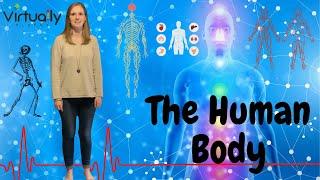 The Human Body Vocabulary (Intermediate Plus English)